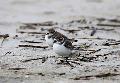 2 piping plovers roosting