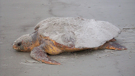 Adult loggerhead sea turtle on the beach