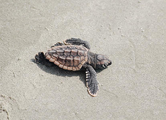 Loggerhead sea turtle hatchling on the beach