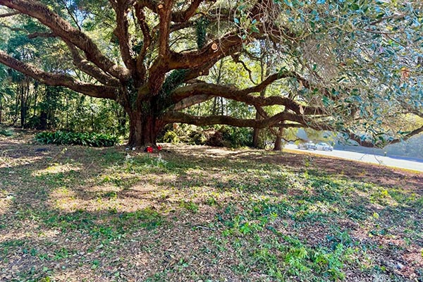 Historic Angel Oak tree