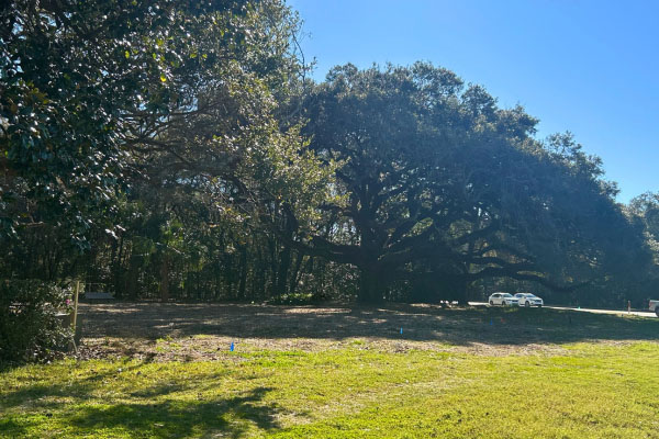 Large Oak Trees along William Hilton Parkway