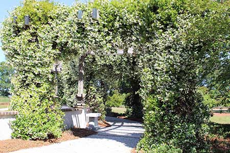 Floral around the walkway at Memorial