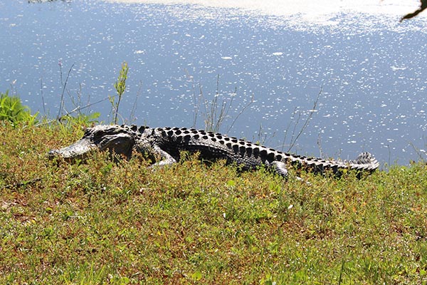 Alligator basking on waters edge
