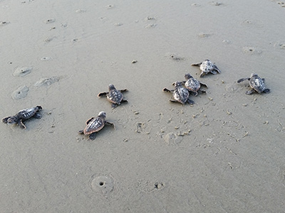 Sea Turtle Hatchlings in the sand