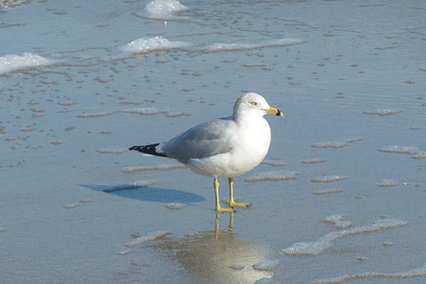 Sea Gull on the Beach