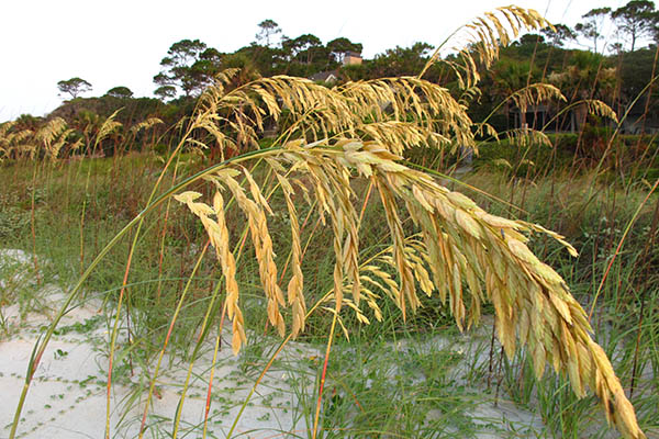 Sea Oats in the Sand Dunes